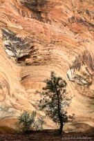 tree, silhouette, canyon, abstract